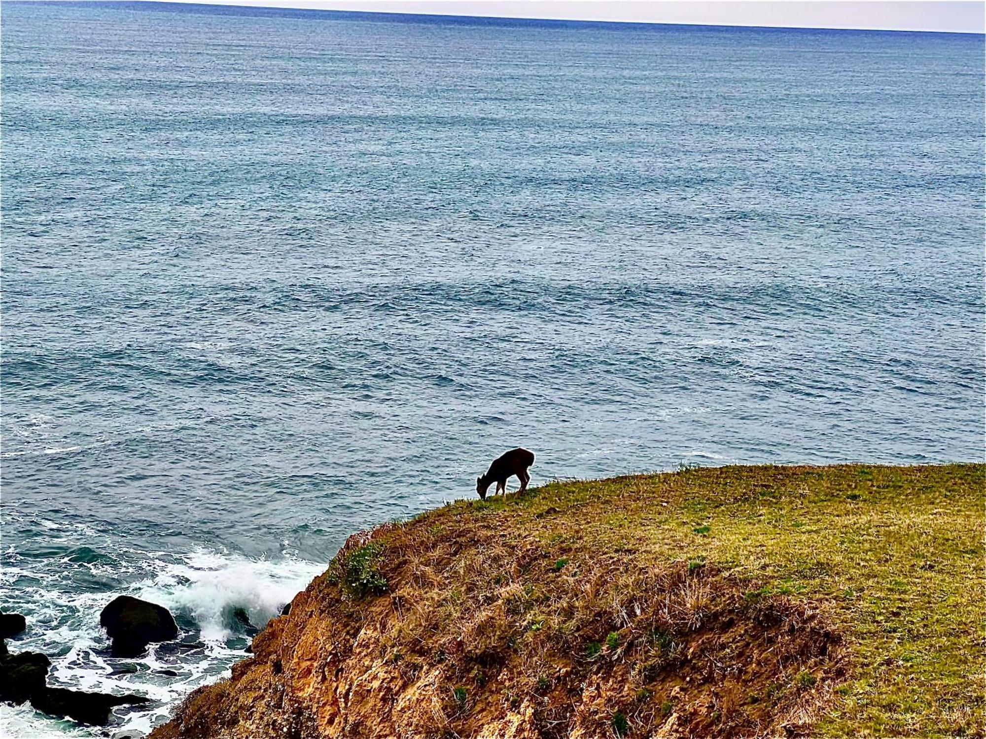 Inn Of The Lost Coast Shelter Cove ภายนอก รูปภาพ