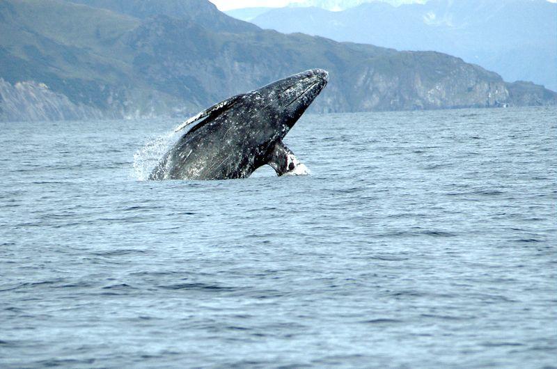 Inn Of The Lost Coast Shelter Cove ภายนอก รูปภาพ